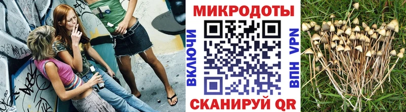 Псилоцибиновые грибы Psilocybine cubensis  Михайловка 